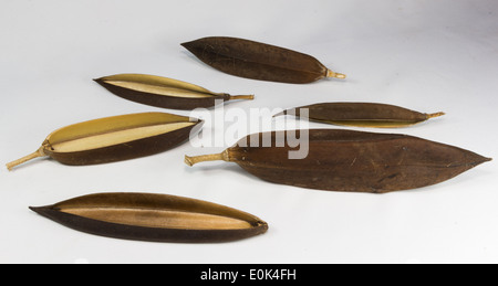 Herde von afrikanischen Tulpenbaum, Feuerglocke, Fouain Baum Stockfoto