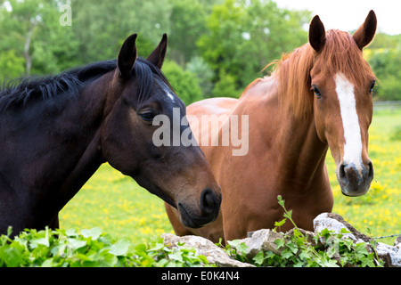 Kastanie und dunkle Bucht Pferde im Sommer in einem Feld in Devon, UK Stockfoto