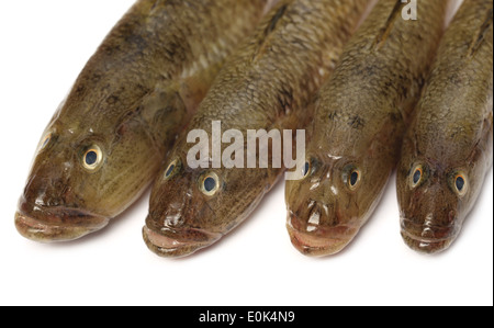 Tank-Grundel beliebte Bele Fische des indischen Subkontinents Stockfoto