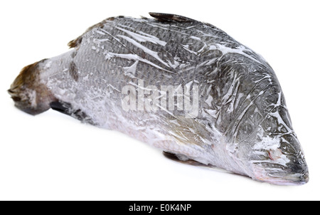 Gefrorene Barramundi oder Koral Fisch von Südost-Asien auf weißem Hintergrund Stockfoto