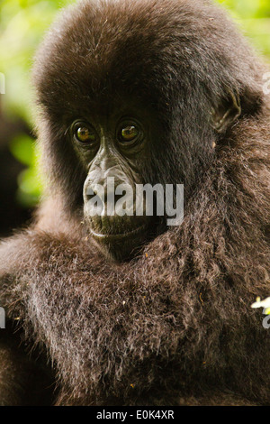 Berggorillas, Amahoro Baby mit Mutter Tag Nest ruhen, Volcanoes NP, Ruanda (Gorilla Beringei Beringei) Stockfoto