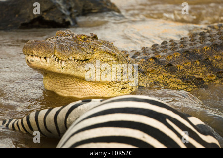 Nil-Krokodil Essen gemeinsame Zebra gefangen im Mara River, Masai Mara, Kenia, Afrika (Crocodylus Niloticus), (Equus Burchellii;) Stockfoto