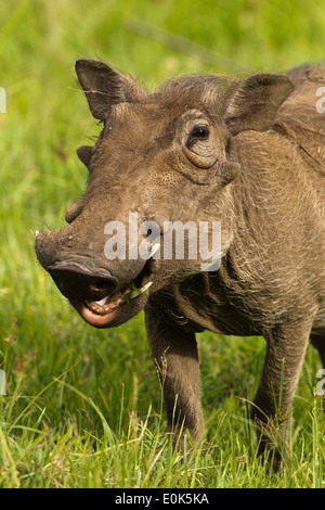 Warzenschwein-Porträt in Ngorongoro Crater, Serengeti Nationalpark, Tansania (Phacochoerus Africanus) Stockfoto