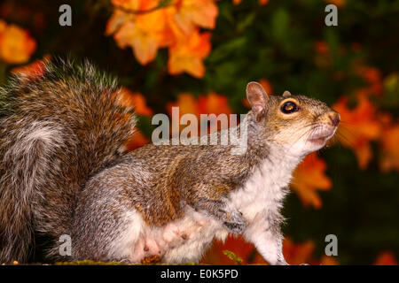 Eichhörnchen vor der Rhododendron-Pflanze Stockfoto