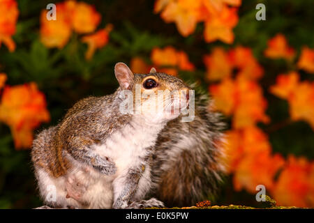 Eichhörnchen vor der Rhododendron-Pflanze Stockfoto