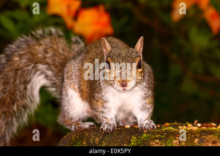 Eichhörnchen vor der Rhododendron-Pflanze Stockfoto