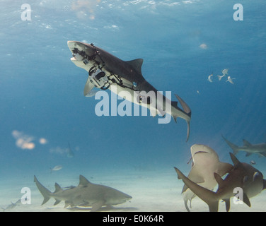 Tiger Shark Trageausstattung entfernt des Fotografen (Kanon 1dm 3), Bahamas. (Galeocerdo Cuvier) Stockfoto