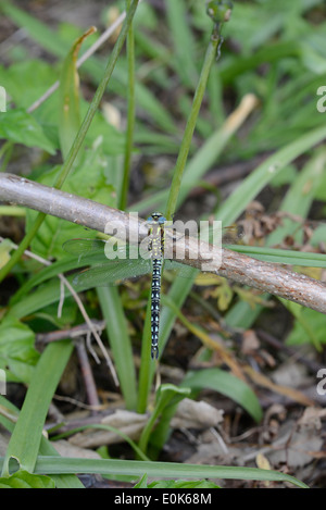 Behaarte Libelle (Brachytron Pratense), Reifen männlichen. Stockfoto