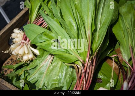 Die gesuchten Verwandte der Zwiebel, Rampen, sind in der Union Square Greenmarket in New York zu sehen Stockfoto