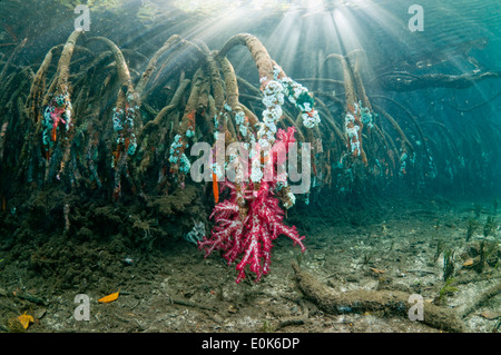 Weichkorallen und andere Wirbellose wachsen Mangroven Wurzeln, Raja Ampat, Indonesien. (Dendronephthya sp), (Rizophora sp) Stockfoto