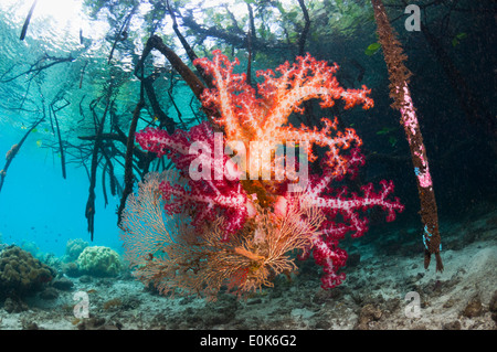 Weichkorallen wachsen auf Mangrovewurzeln. Raja Ampat, West-Papua, Indonesien. (Dendronephthya sp), (Rizophora sp) Stockfoto