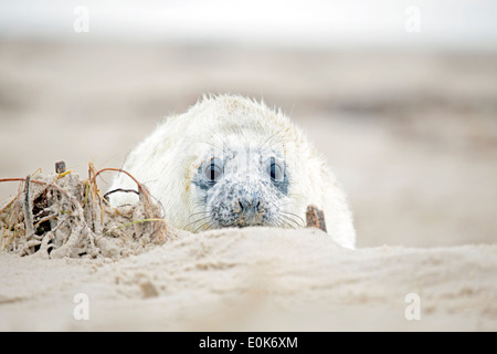 Baby-Grey Seal (Halichoerus Grypus) am Strand zu entspannen Stockfoto