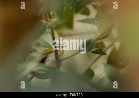 Gemeinsamen Firecrest (Regulus Ignicapilla) in wilder Umgebung. Stockfoto