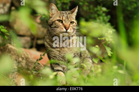 Gestreifte Tiger Hauskatze im grünen Wald-Hintergrund. Stockfoto