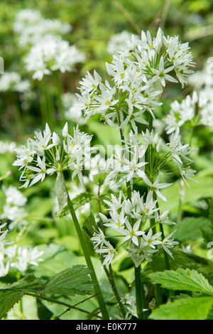 Bärlauch oder Bärlauch (Allium Ursinum) Blumen Castle Howard North Yorkshire England UK Europa Mai Stockfoto