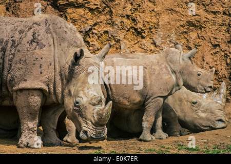 Afrikanische Breitmaulnashorn / Square-lippige Rhinoceros (Ceratotherium Simum) Familiengruppe zeigt, Männlich, weiblich und Kalb ruhen Stockfoto