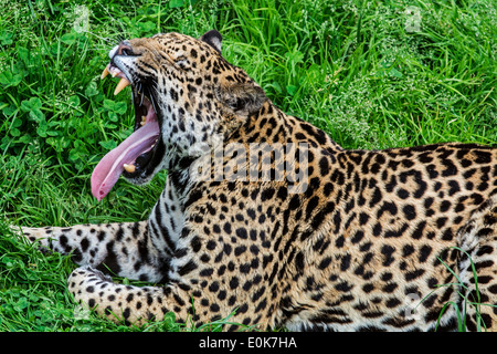 Panther / Jaguar (Panthera Onca) gähnende, ursprünglich aus Mittel- und Südamerika Stockfoto