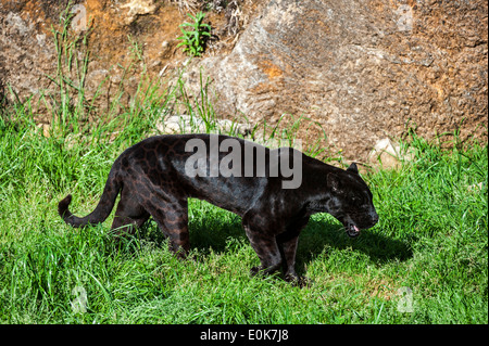 Black Panther / melanistische Jaguar (Panthera Onca) mit noch sichtbaren Flecken entlang der Felswand Stockfoto