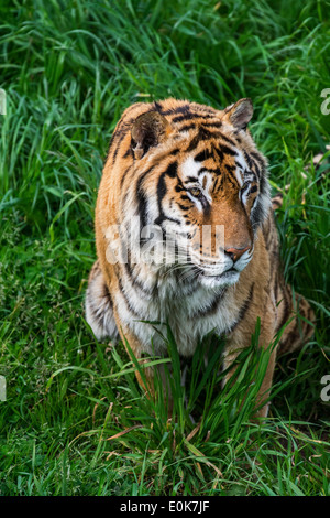 Bengal Tiger (Panthera Tigris Tigris) beobachten Beute in hohe Gräser, ursprünglich aus Indien, Bangladesch, Nepal und Bhutan Stockfoto