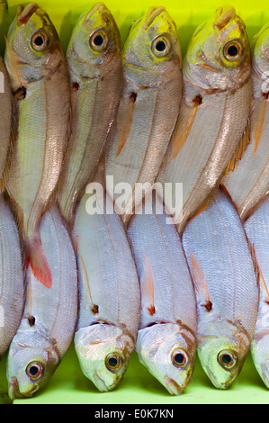 Frisch gefangen Dorade Fisch - Aligote, Pagellus Acarne, am Bund von Luarca Fischer, bei Puerto Luarca in Asturien, Spanien Stockfoto