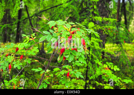 Foto leuchtend rote Hagebutten gegen das Grün der Blätter. Bush Reife Hagebutten. Stockfoto