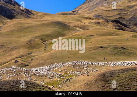 Berg-Schafe und Ziegen mit Hirt in Val de Tena in Formigal in spanische Pyrenäen, Spanien Stockfoto