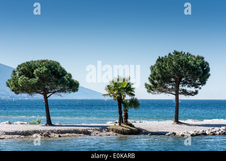 Bäume am Seeufer des Gardasees in Torbole (Italien) Stockfoto