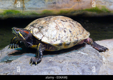Florida Cooter Schildkröte (Halbinsel Cooter) - Floridana peninsularis Stockfoto