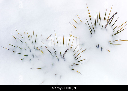 Yucca Pflanze, Frühling Schnee in den Rocky Mountains in der Nähe von Salida, Colorado, USA Stockfoto