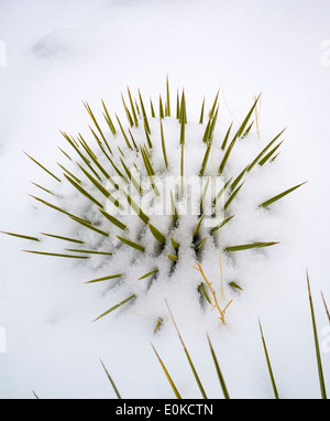 Yucca Pflanze, Frühling Schnee in den Rocky Mountains in der Nähe von Salida, Colorado, USA Stockfoto