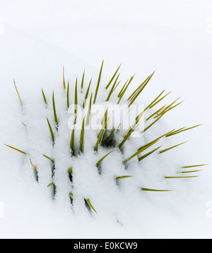 Yucca Pflanze, Frühling Schnee in den Rocky Mountains in der Nähe von Salida, Colorado, USA Stockfoto