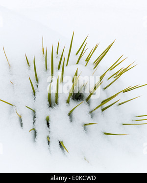 Yucca Pflanze, Frühling Schnee in den Rocky Mountains in der Nähe von Salida, Colorado, USA Stockfoto