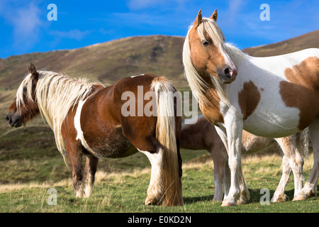 Stute und Fohlen Skewbal Farben-Pferde im Vallée d'Ossau in der Nähe von Laruns im Parc National des Pyrenäen Okzident, Frankreich Stockfoto