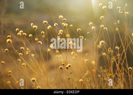 Getrocknete Blumen Leuchten wieder mit goldenem Licht im Joshua Tree National Park in Süd-Kalifornien. Stockfoto