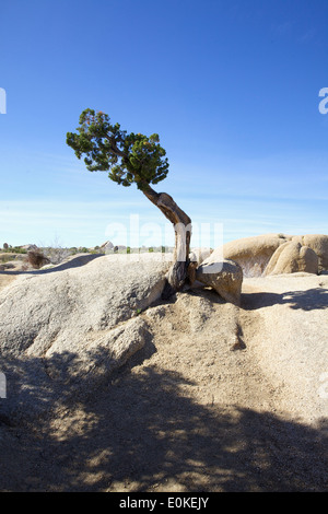 Ein Wacholder-Baum wächst in Jumbo Rocks im Joshua Tree National Park Stockfoto
