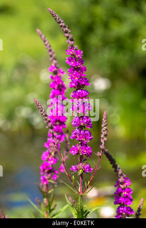 Wildflower Blutweiderich, Lythrum Salicaria, im Garten in die Cotswolds, England, Vereinigtes Königreich Stockfoto