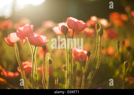 Rote Mohnblumen wachsen in einem Feld in am Nachmittag Licht getaucht. Stockfoto