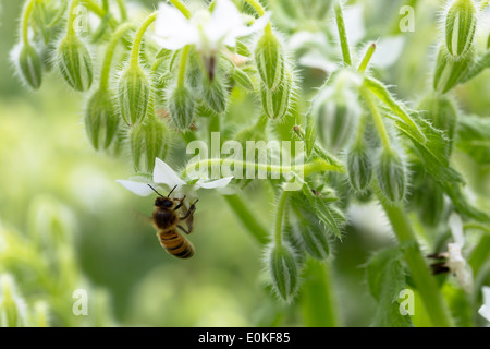 Honigbiene, Apis, sammeln von Nektar aus weißen Borretsch, Borrango Officinalis, im Bio-Garten in Oxfordshire UK Stockfoto