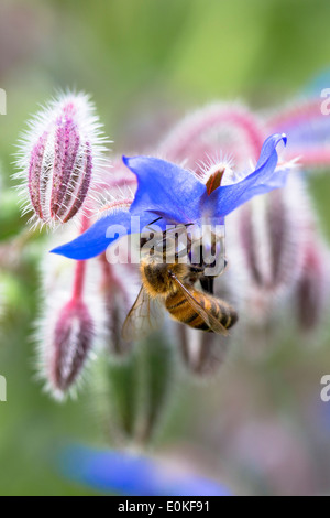 Honigbiene, Apis, sammeln von Nektar aus blauen Borretsch, Borrango Officinalis, im Bio-Garten in Oxfordshire UK Stockfoto