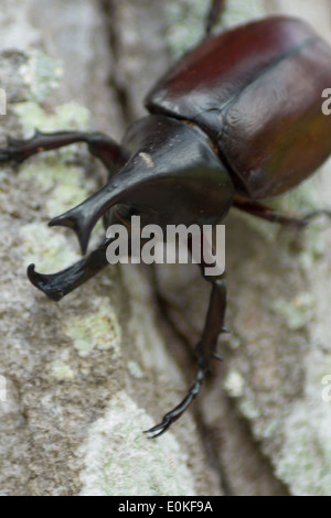 Thai Nashornkäfer Stockfoto