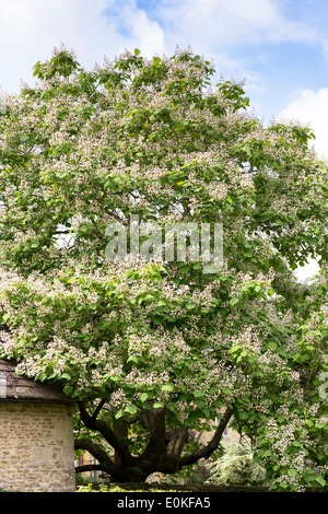 Catalpa Baum, indische Bohne, Catalpa Bignonioides, blühen im Sommer in Oxfordshire, Vereinigtes Königreich Stockfoto