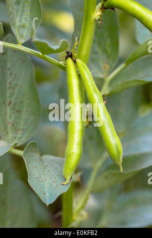 Saubohne Vicia Faba, verschiedene Martock in Bio-Gemüsegarten in Oxfordshire UK Stockfoto