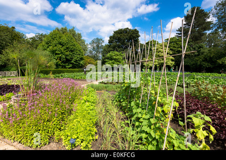 Raymond Blanc Bio-Gemüse und Kräutergarten in seinem Hotel Le Manor Aux Quat' Saisons in Oxfordshire, Vereinigtes Königreich Stockfoto