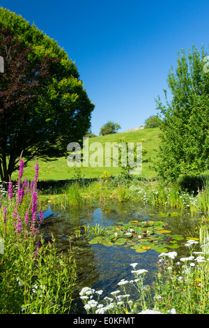 Tierwelt-Teich, Wildblumen, Teichanlagen, Blutweiderich, Schafgarbe, Apfel und Hainbuche Baum im Bauerngarten, Cotswolds, UK Stockfoto