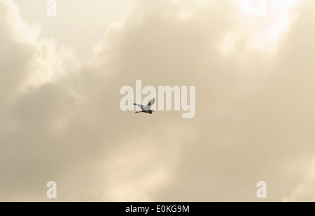 Ein Vogel fliegt während des Sonnenuntergangs auf Merritt Island National Wildlife Refuge auf den schwarzen Punkt Wildlife fahren in Florida. Stockfoto