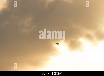 Ein Vogel fliegt während des Sonnenuntergangs auf Merritt Island National Wildlife Refuge auf den schwarzen Punkt Wildlife fahren in Florida. Stockfoto