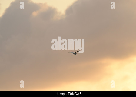 Ein Vogel fliegt während des Sonnenuntergangs auf Merritt Island National Wildlife Refuge auf den schwarzen Punkt Wildlife fahren in Florida. Stockfoto