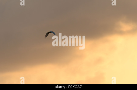 Ein Vogel fliegt während des Sonnenuntergangs auf Merritt Island National Wildlife Refuge auf den schwarzen Punkt Wildlife fahren in Florida. Stockfoto