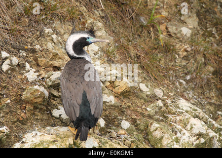 Ein Spotted Shag in der Zucht Gefieder. Stockfoto