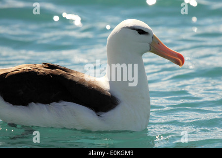 Eine seltene Black-browed Mollymawk ruht auf dem Wasser. Stockfoto